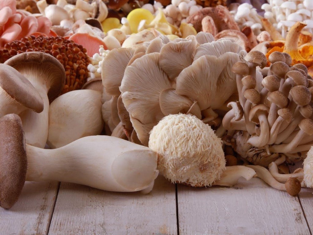 Assorted culinary and functional mushrooms including oyster, lion's mane, and shiitake