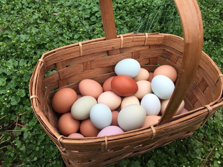 Heritage eggs in a basket on fresh clover
