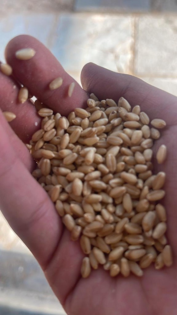 A hand holding whole wheat berries